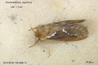 Korscheltellus lupulinus