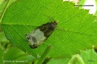 Notocelia cynosbatella