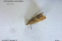 Dichrorampha acuminatana