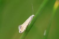 Glyphipterix thrasonella
