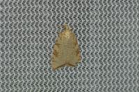 Aleimma loeflingiana