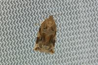 Archips xylosteana