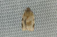 Choristoneura hebenstreitella