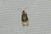 Hedya ochroleucana