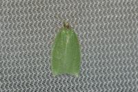 Tortrix viridana