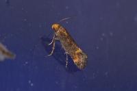 Apodia bifractella