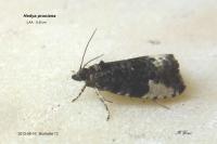 Hedya pruniana