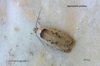 Agonopterix yeatiana