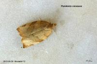Pandemis cerasana