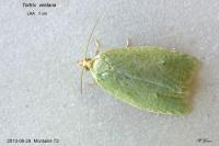 Tortrix viridana