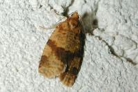 Epagoge grotiana
