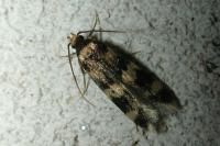 Oegoconia