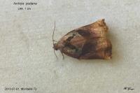 Archips podana