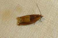 Ancylis mitterbacheriana