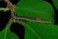 Ypsolopha dentella