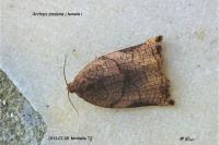 Archips podana