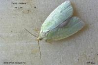 Tortrix viridana