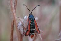 Pyropteron chrysidiforme