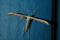 Emmelina monodactyla