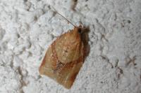 Clepsis consimilana