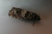 Epiblema gr. sticticana