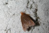Eurodachtha pallicornella