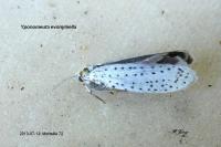 Yponomeuta evonymella