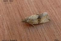 Celypha striana