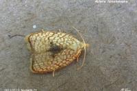 Acleris forsskaleana