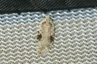Agonopterix alstroemeriana
