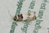 Epinotia thapsiana