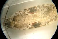 Agonopterix alstroemeriana