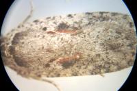 Agonopterix ocellana