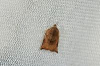 Archips podana