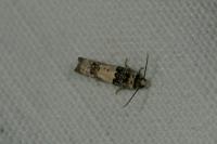 Epinotia thapsiana