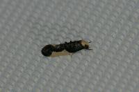 Monopis monachella
