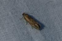 Eucosma