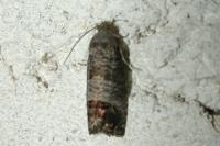 Cydia pomonella