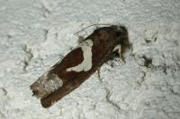 Epiblema foenella