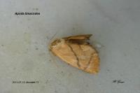 Apoda limacodes