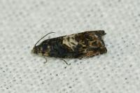 Pammene