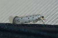 Yponomeuta