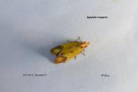 Agapeta zoegana