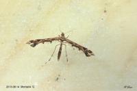 Amblyptilia acanthadactyla
