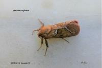 Triodia sylvina
