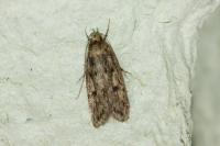 Hofmannophila pseudospretella