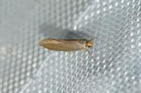 Crassa unitella