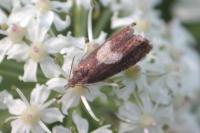 Dichrorampha
