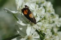 Pammene aurana