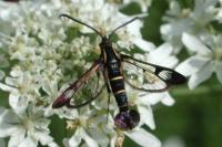 Synanthedon cephiformis